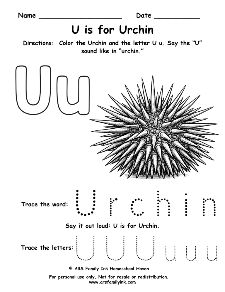Letter U worksheet for preschool featuring U is for urchin with tracing word urchin and uppercase and lowercase U practice