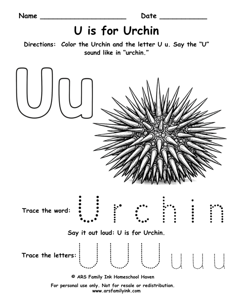 Letter U worksheet for preschool featuring U is for urchin with tracing word urchin and uppercase and lowercase U practice